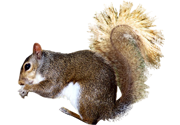 Squirrel Removal NY