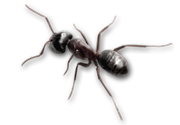 small ant