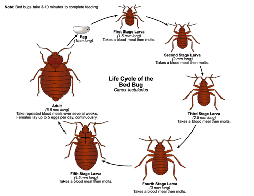 Bed Bug Control