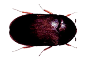  Nassau Suffolk Queens Beetle Removal