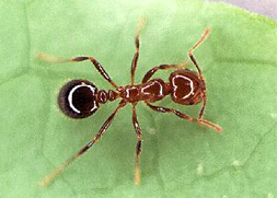 Ant on a leaf