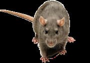 mice control & removal