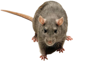  Nassau Suffolk Queens Rodent Removal