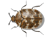 Long Island New York Beetle Removal